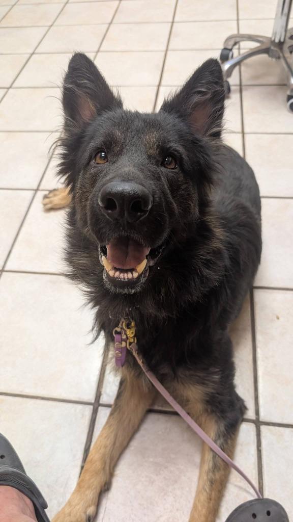 Enlarge Phoenix, a Adoptable German Shepherd Dog in New Bern, NC image 1/1