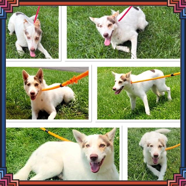 Enlarge TAE, a ADOPTABLE mixed breed in Buckhannon, WV image 1/1
