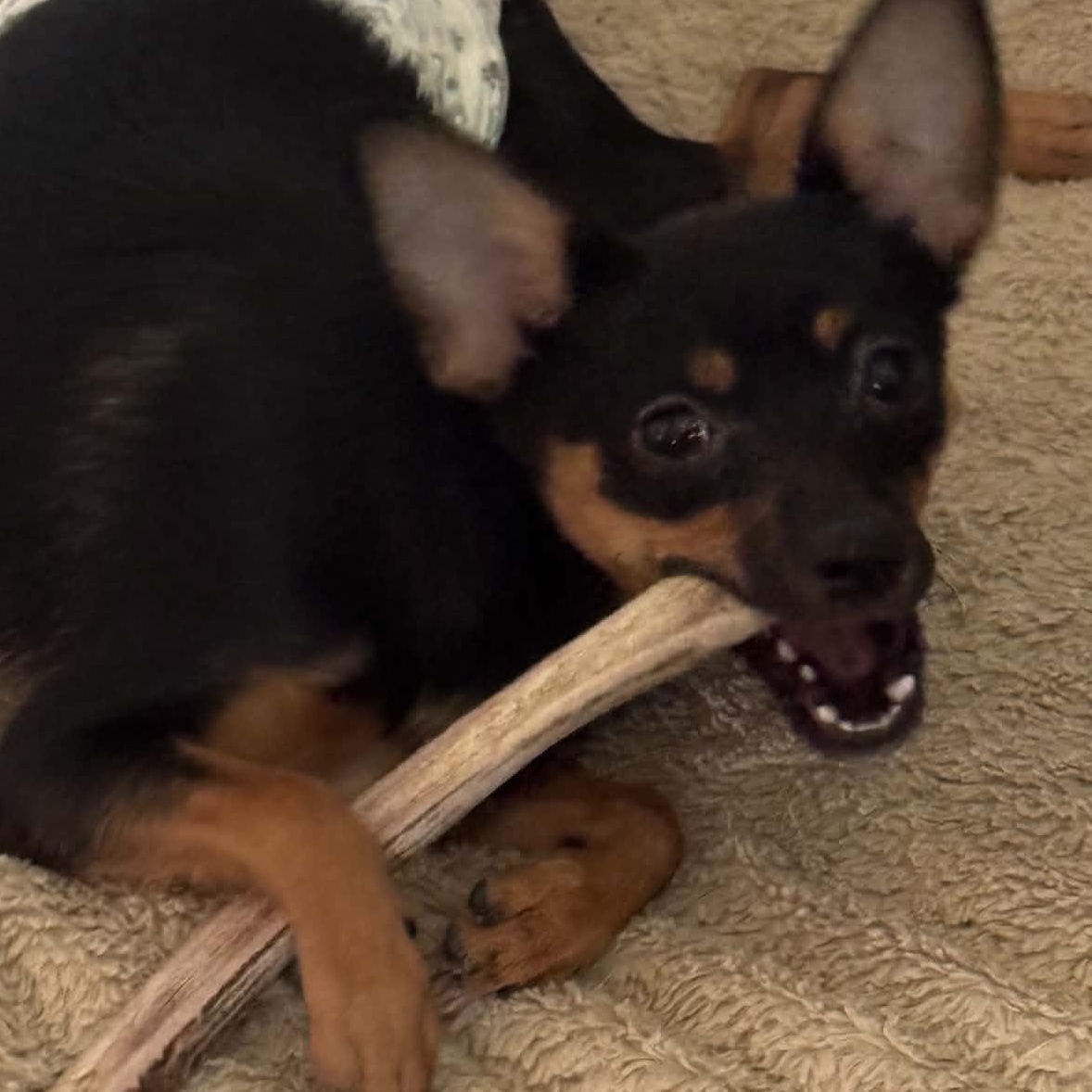 Tucker, an adopted mixed breed in Gerry, NY image 3/6