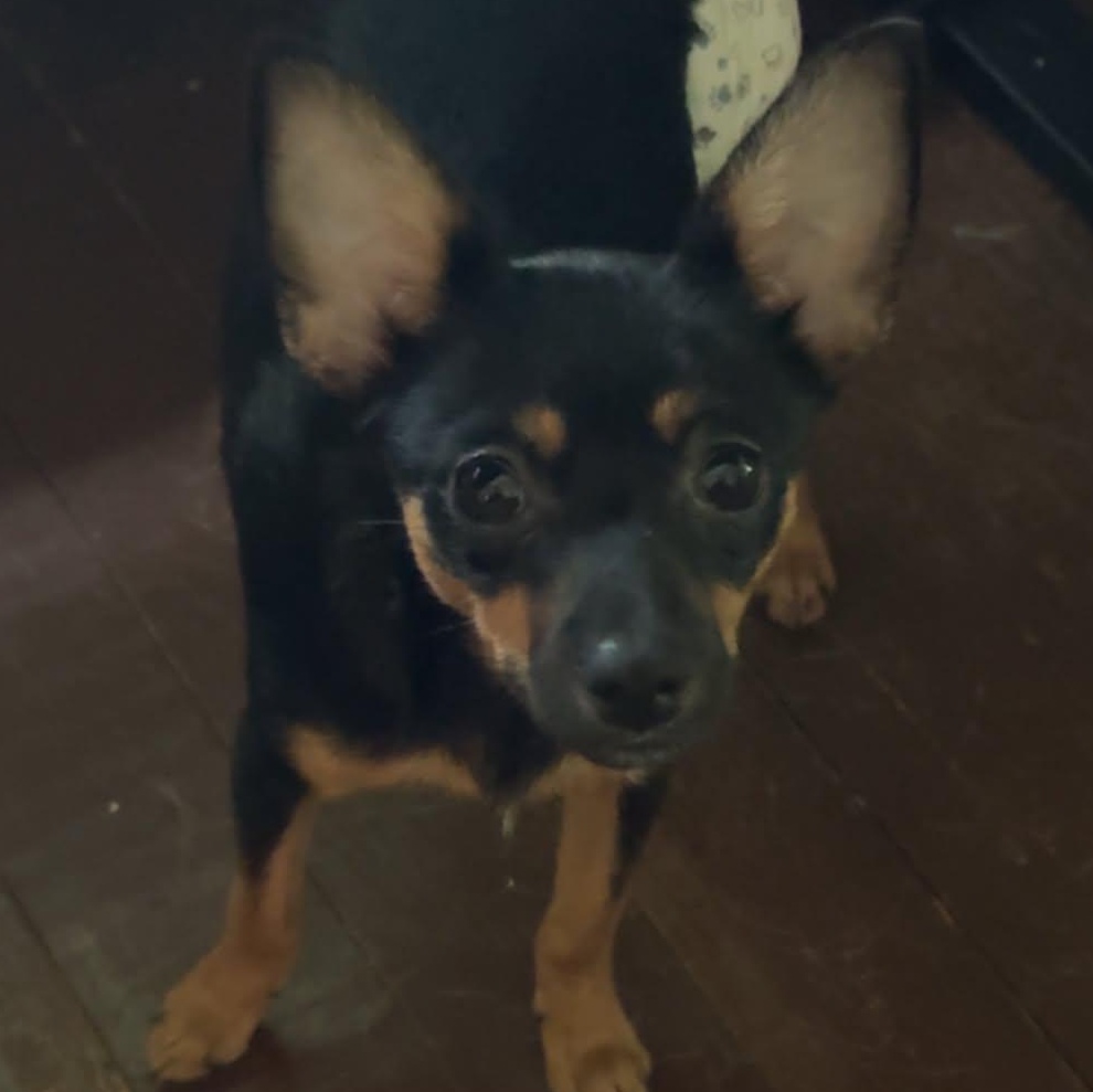 Tucker, an adopted mixed breed in Gerry, NY image 2/6
