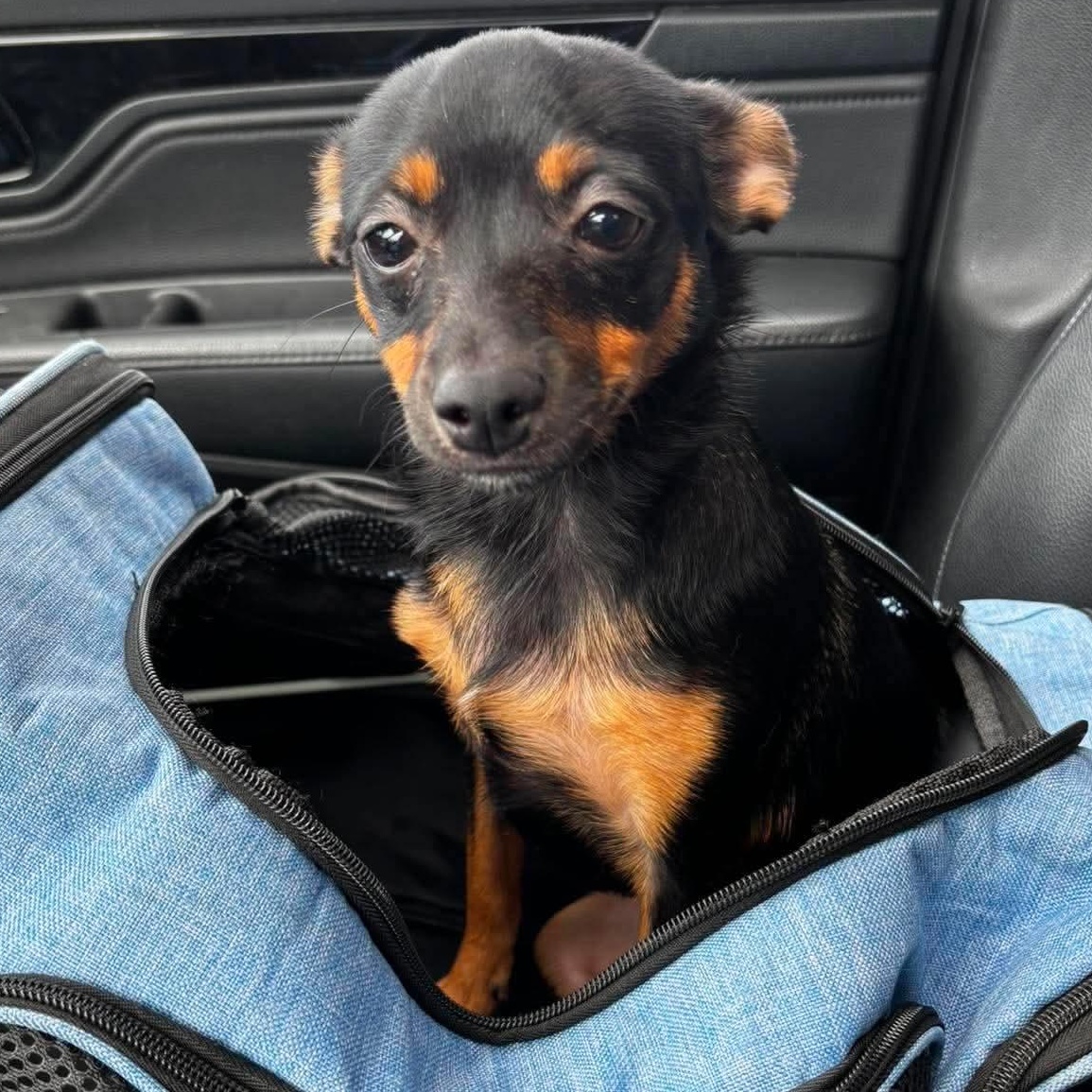 Tucker, an adopted mixed breed in Gerry, NY image 5/6