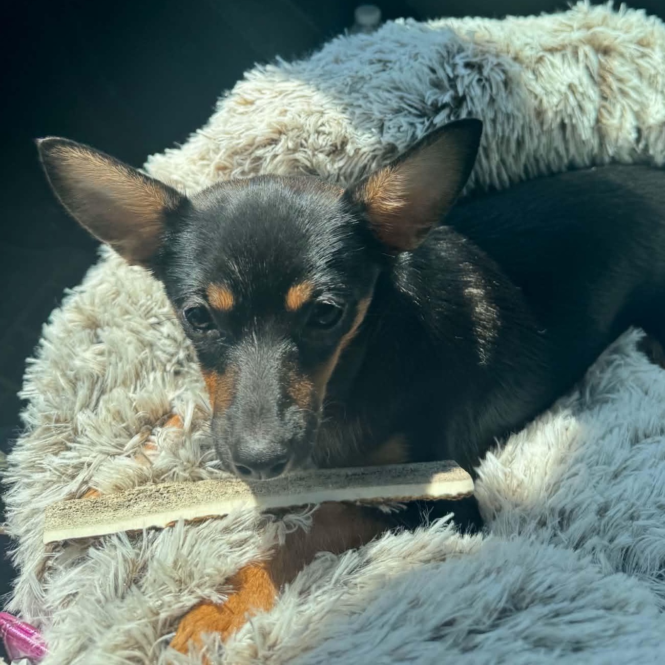 Tucker, an adopted mixed breed in Gerry, NY image 4/6