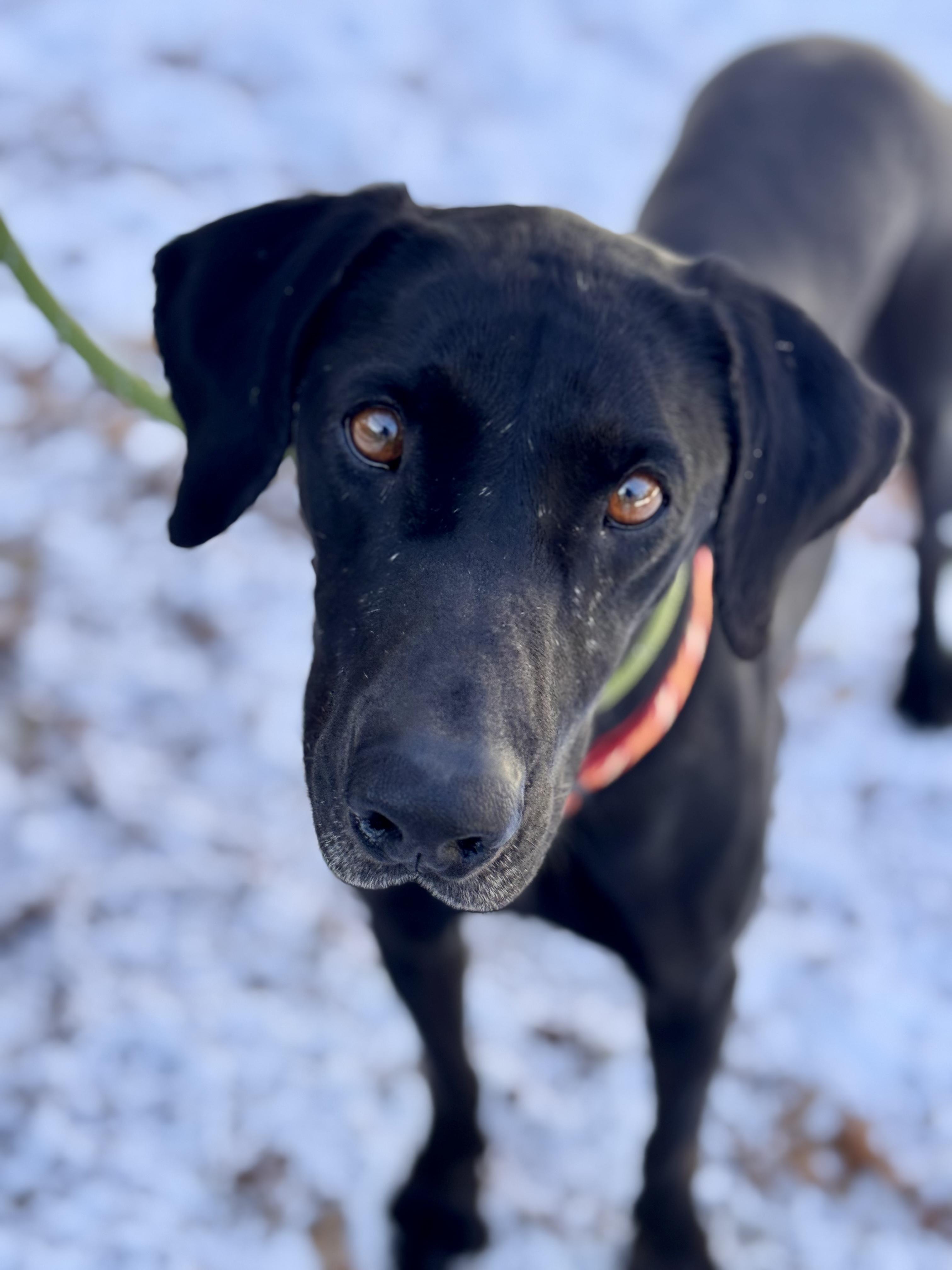 Enlarge Jodie, a ADOPTABLE mixed breed in Sudbury, MA image 1/2