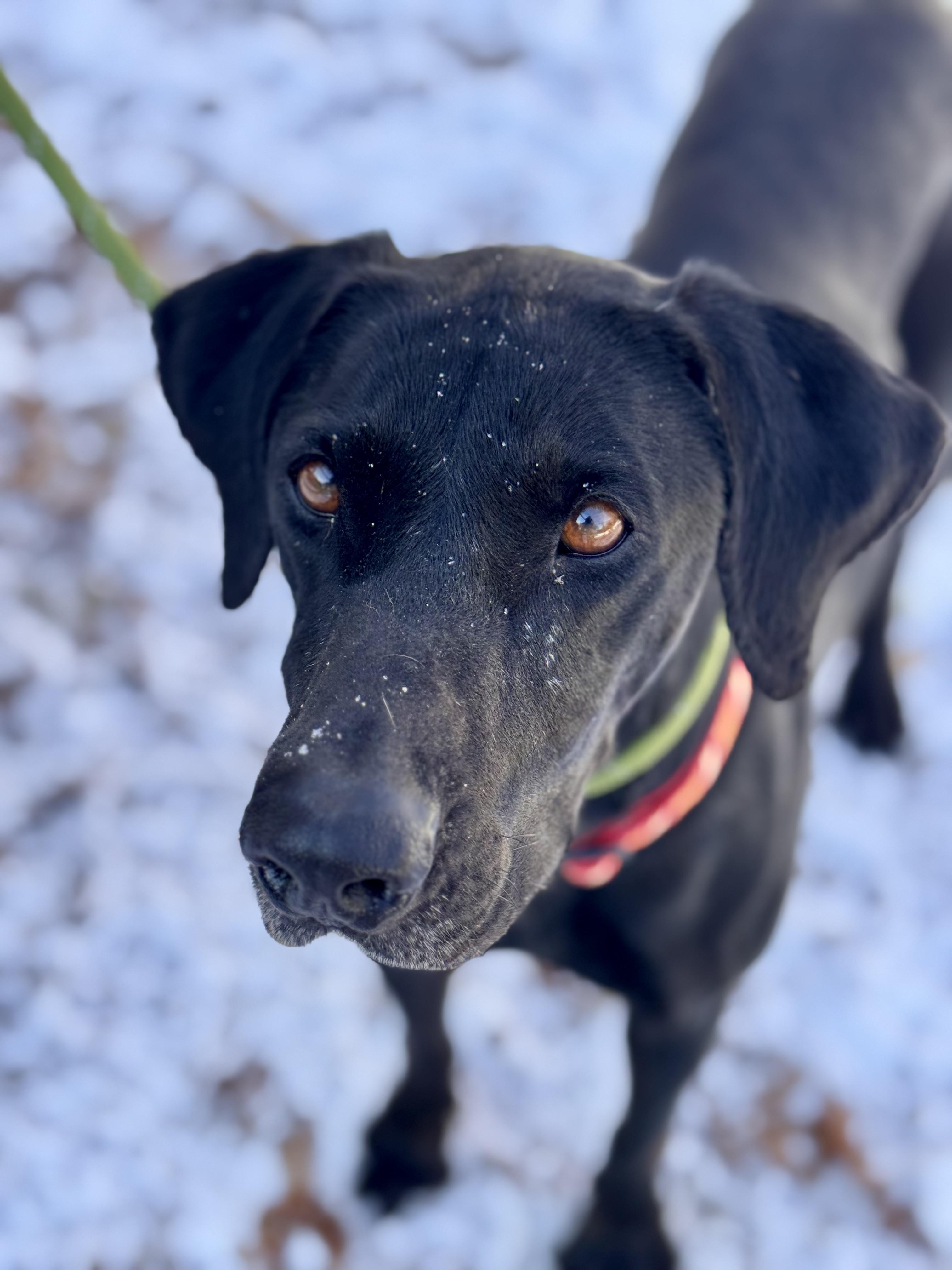 Enlarge Jodie, a ADOPTABLE mixed breed in Sudbury, MA image 2/2