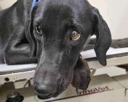 Jodie, ADOPTABLE, Adult Female Black Labrador Retriever.