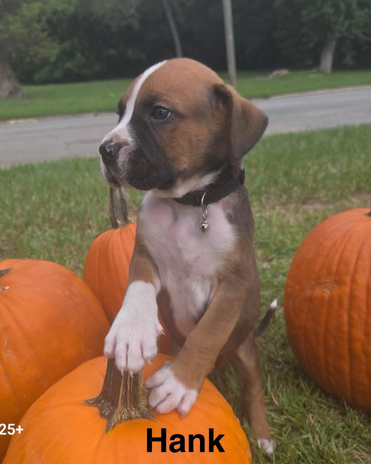 Enlarge Hank, a Adoptable mixed breed in Navarre, FL image 2/3