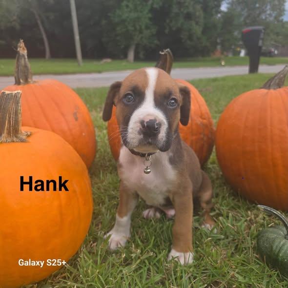 Enlarge Hank, a Adoptable mixed breed in Navarre, FL image 1/3