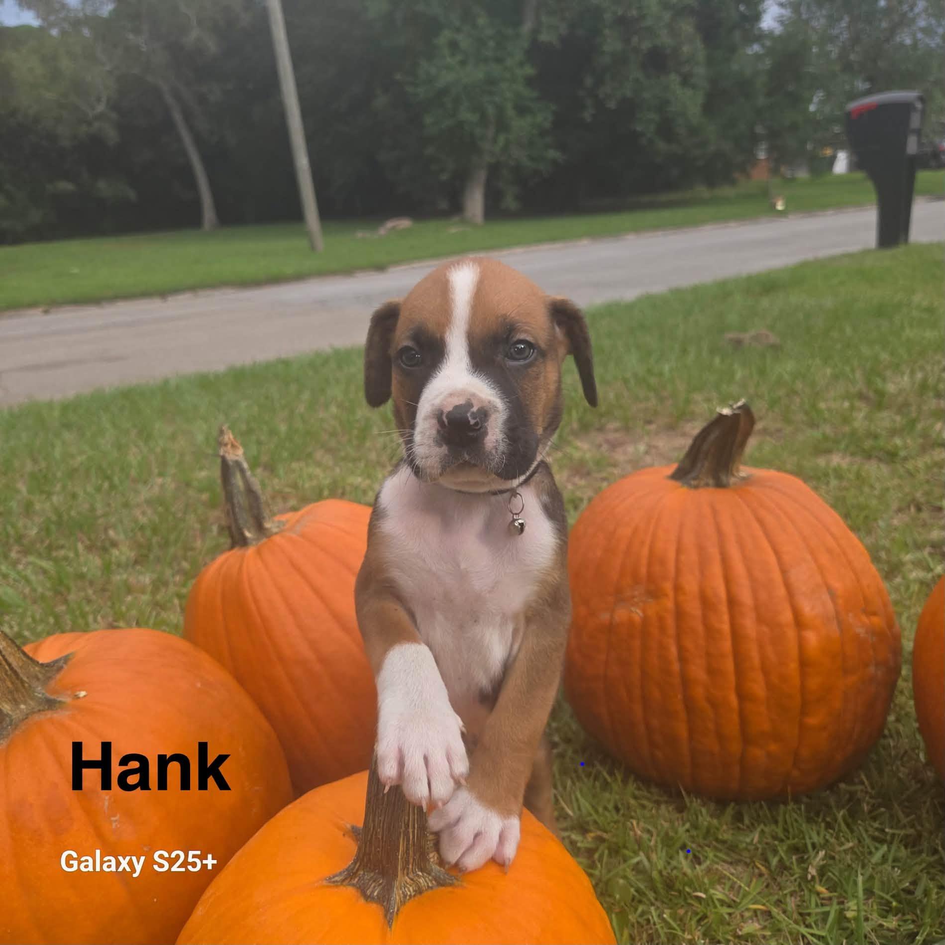 Enlarge Hank, a Adoptable mixed breed in Navarre, FL image 3/3