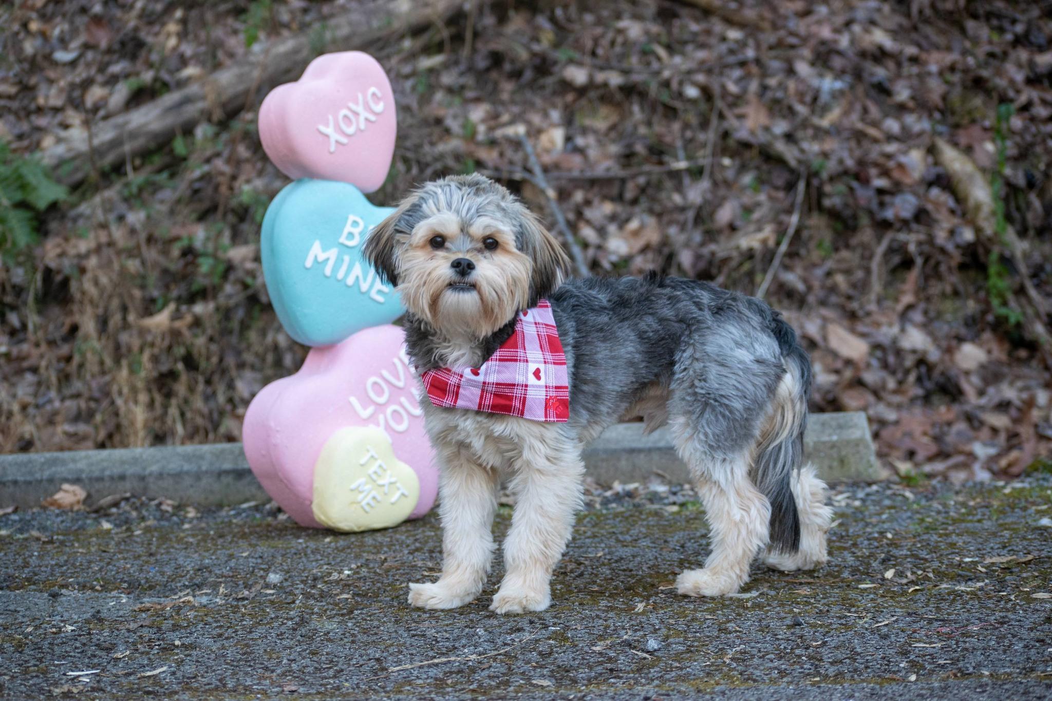 Edmund, a ADOPTABLE mixed breed in Sevierville, TN image 4/5