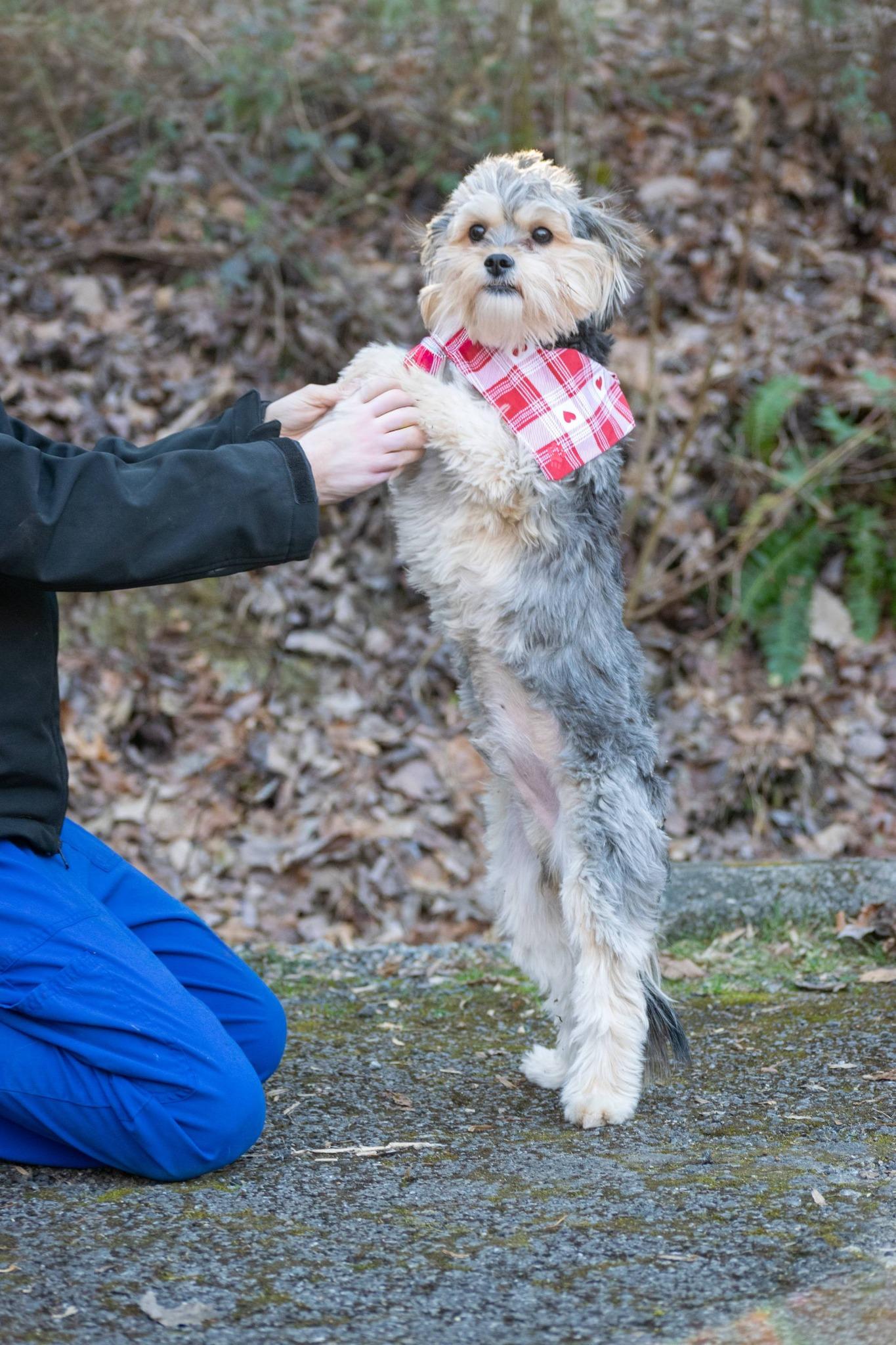 Edmund, a ADOPTABLE mixed breed in Sevierville, TN image 1/5