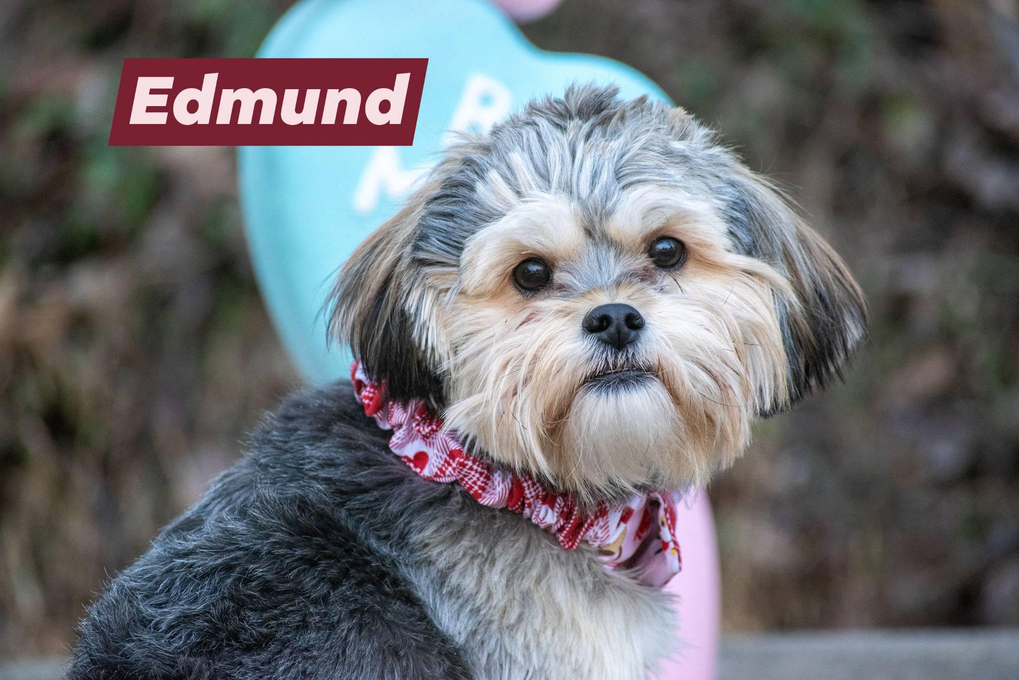 Edmund, a ADOPTABLE mixed breed in Sevierville, TN image 3/5