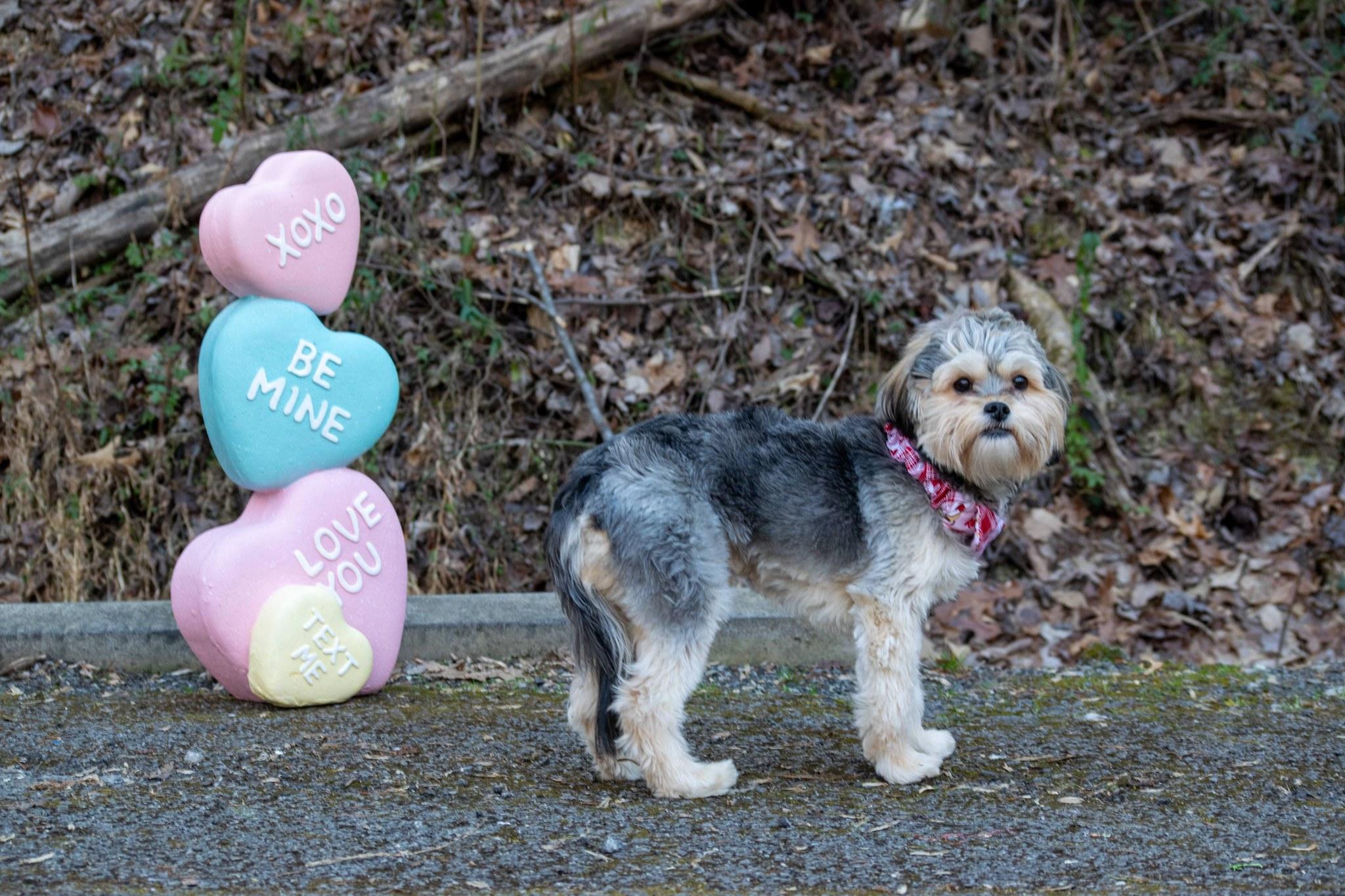 Edmund, a ADOPTABLE mixed breed in Sevierville, TN image 2/5