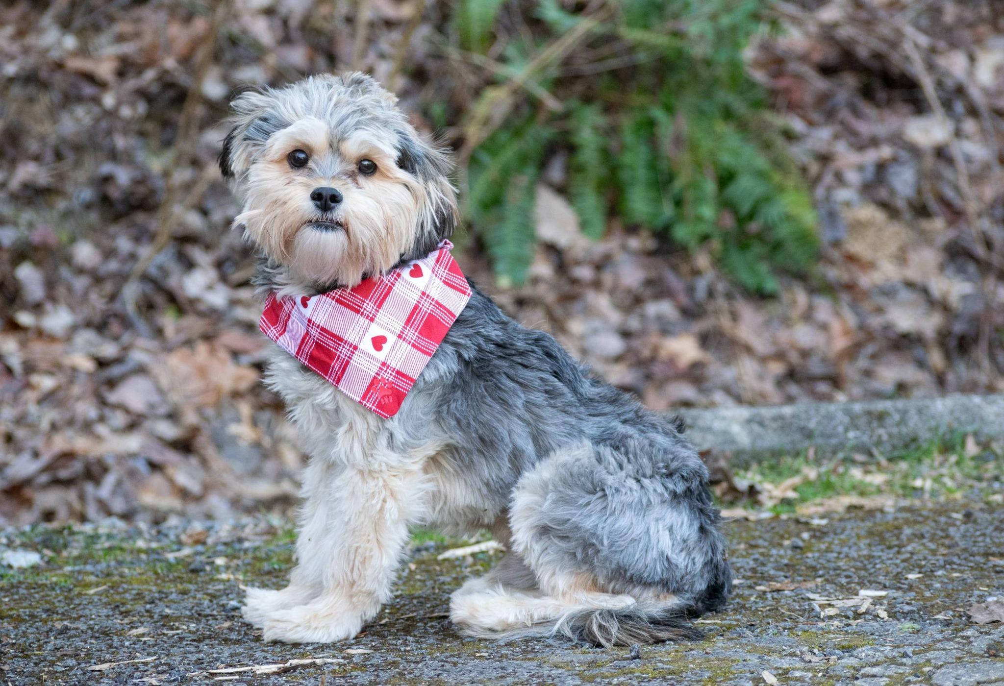 Edmund, a ADOPTABLE mixed breed in Sevierville, TN image 5/5