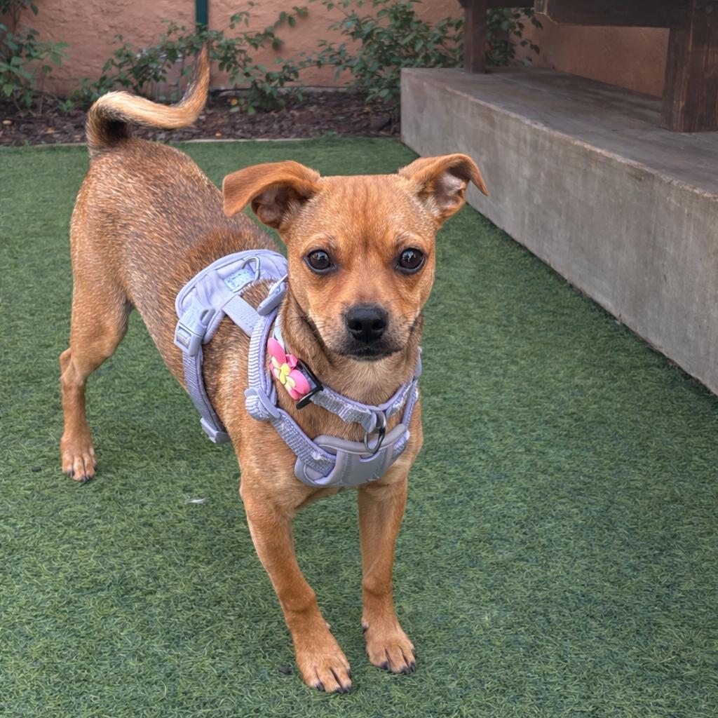 Goldie, Adoptable, Puppy Female Pug.