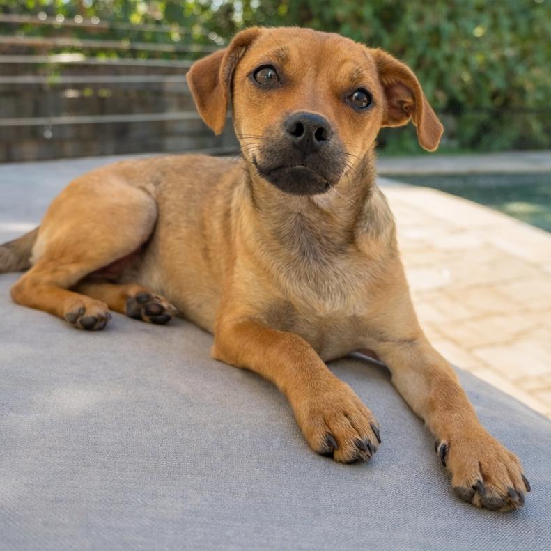 Enlarge Goldie, a Adoptable Pug in San Diego, CA image 2/6