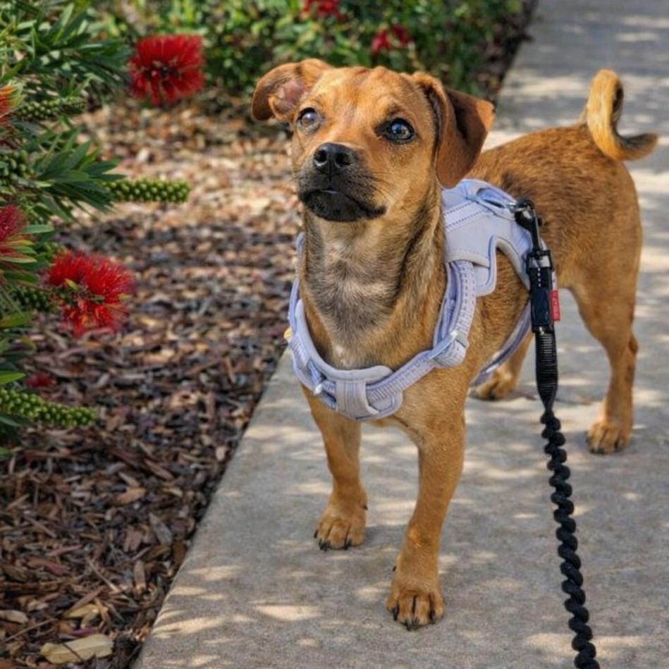 Enlarge Goldie, a Adoptable Pug in San Diego, CA image 3/6