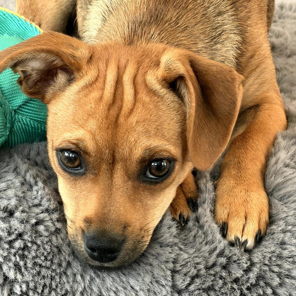 Enlarge Goldie, a Adoptable Pug in San Diego, CA image 4/6