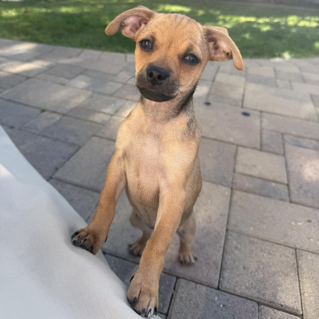 Enlarge Goldie, a Adoptable Pug in San Diego, CA image 5/6