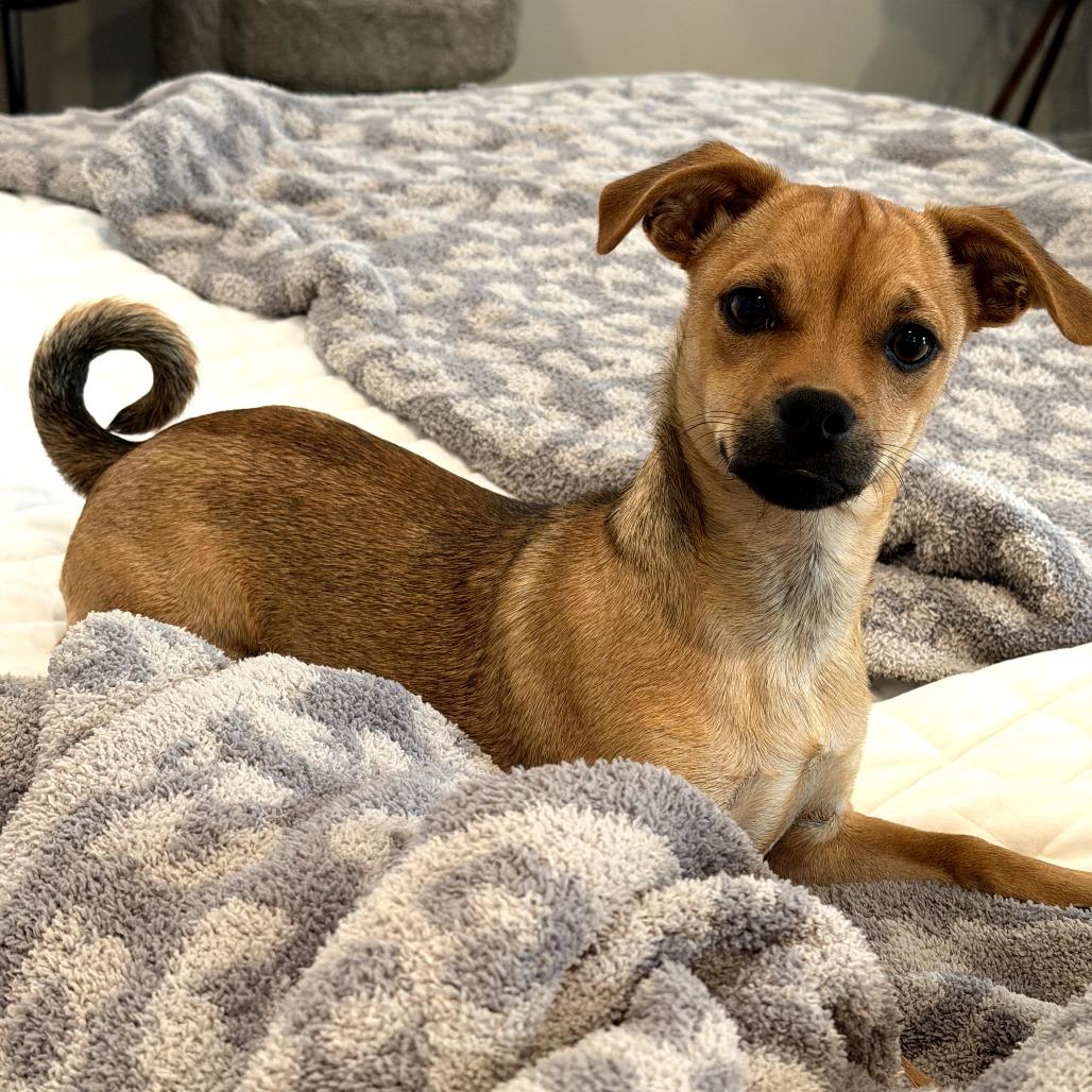 Enlarge Goldie, a Adoptable Pug in San Diego, CA image 6/6