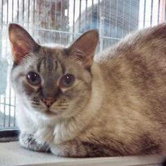 Thelma--Available with Bonded Companion, Arlo and Comes with Vet Care Support for Life!
