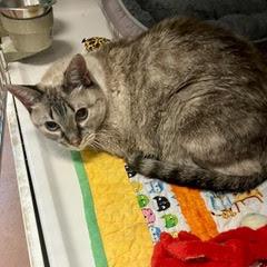 Thelma--Available with Bonded Companion, Arlo and Comes with Vet Care Support for Life! photo 3