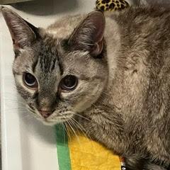 Thelma--Available with Bonded Companion, Arlo and Comes with Vet Care Support for Life!