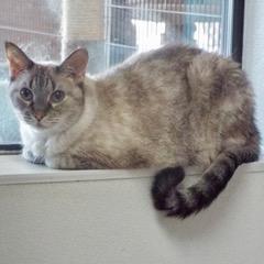 Thelma--Available with Bonded Companion, Arlo and Comes with Vet Care Support for Life!