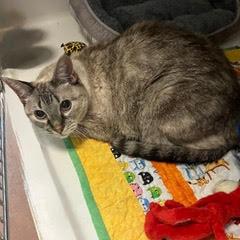 Thelma--Available with Bonded Companion, Arlo and Comes with Vet Care Support for Life!
