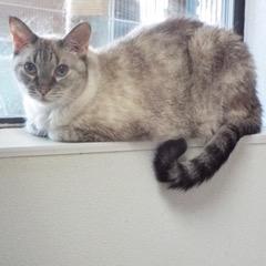 Thelma--Available with Bonded Companion, Arlo and Comes with Vet Care Support for Life!