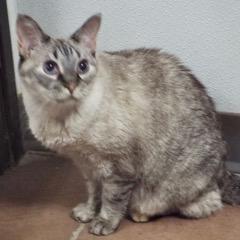 Thelma--Available with Bonded Companion, Arlo and Comes with Vet Care Support for Life!