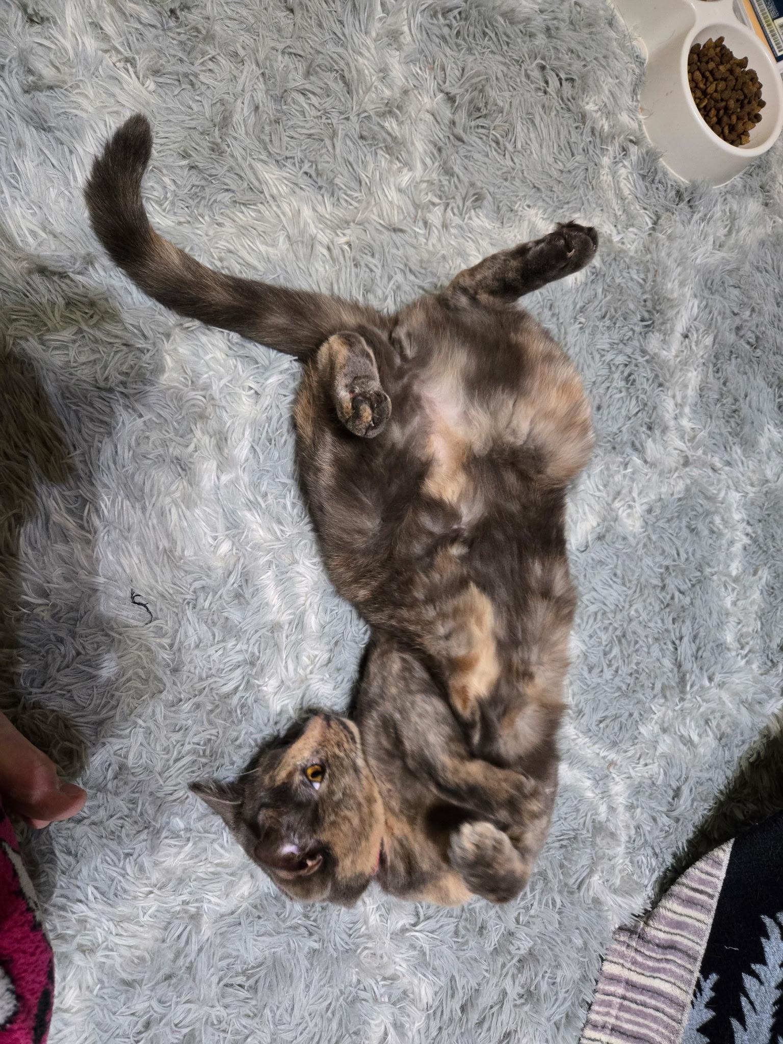 Enlarge PEBBLES, a ADOPTABLE Tortoiseshell in Palmdale, CA image 2/2
