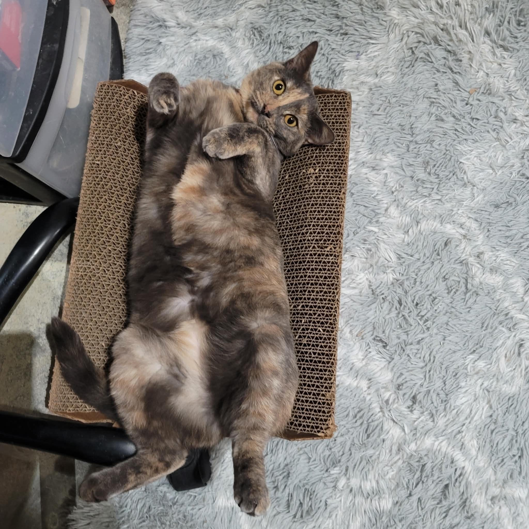 PEBBLES, ADOPTABLE, Adult Female Tortoiseshell.