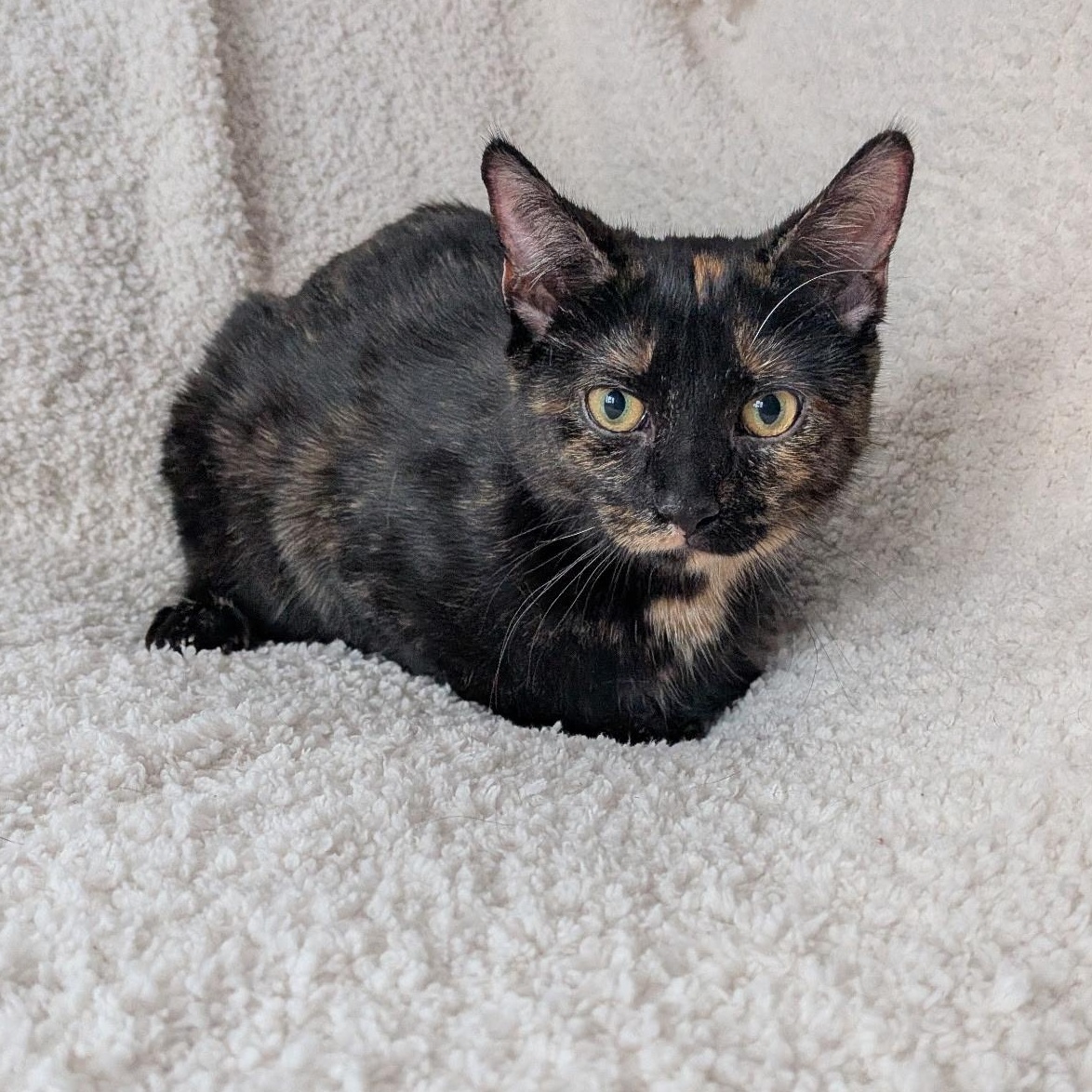 Enlarge MISS JANE, a ADOPTABLE Domestic Short Hair in East Greenwich, RI image 4/5