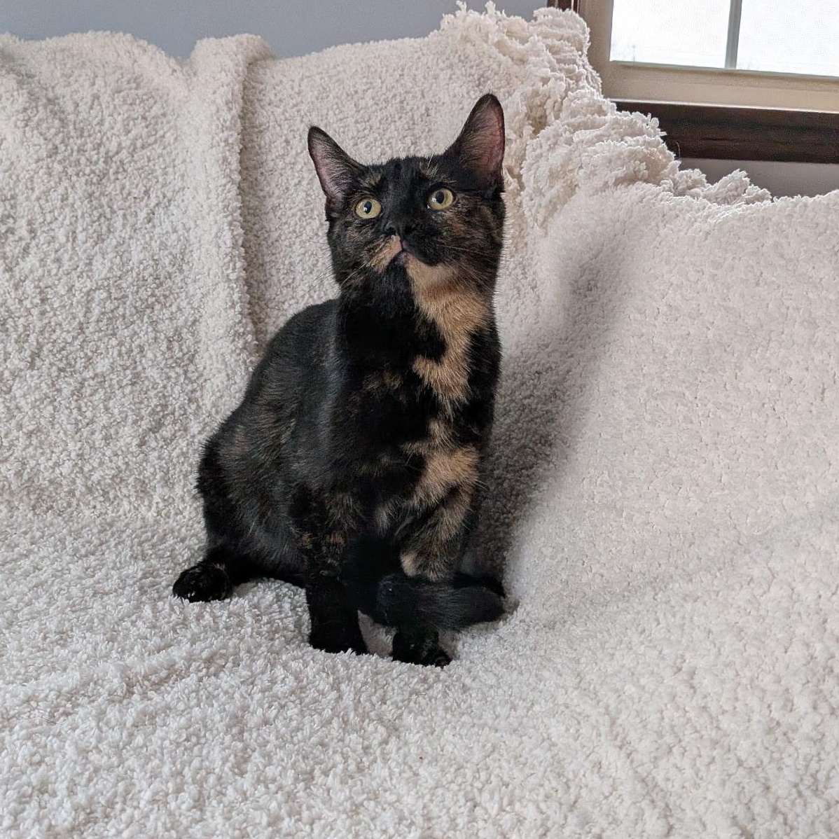 Enlarge MISS JANE, a ADOPTABLE Domestic Short Hair in East Greenwich, RI image 3/5