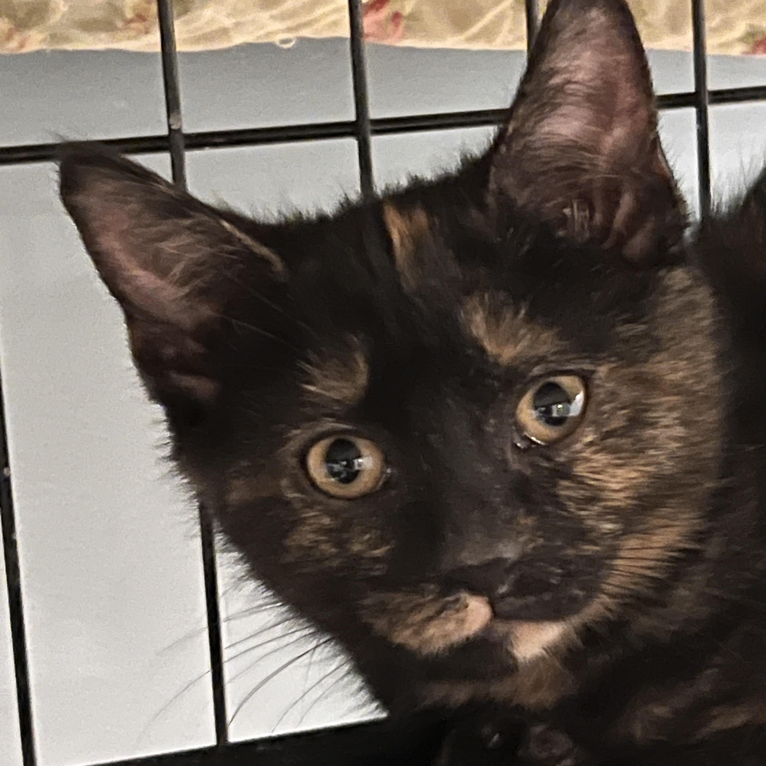 Enlarge MISS JANE, a ADOPTABLE Domestic Short Hair in East Greenwich, RI image 2/3