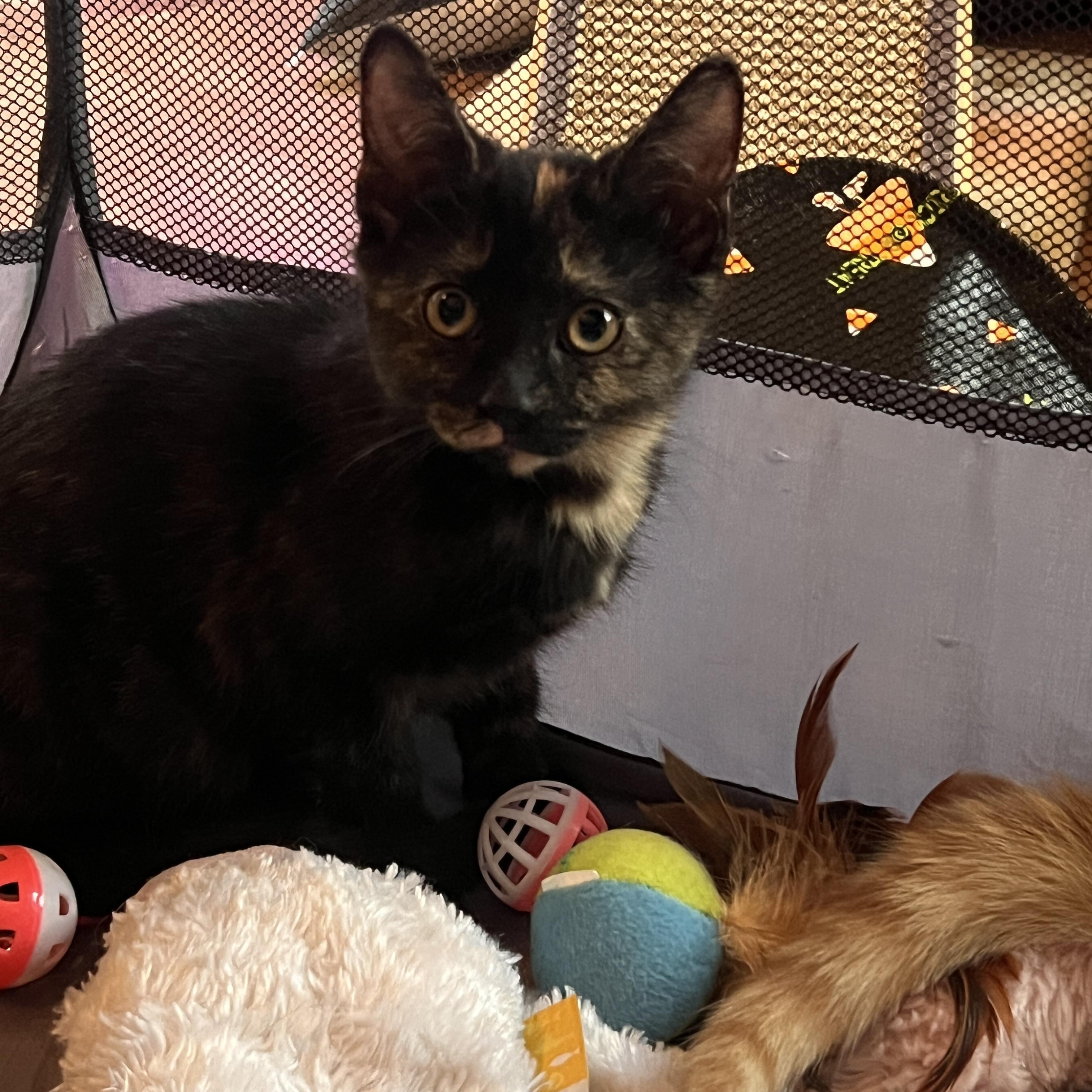 Enlarge MISS JANE, a ADOPTABLE Domestic Short Hair in East Greenwich, RI image 3/3