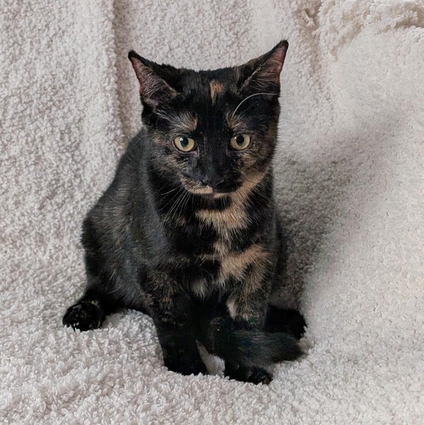 Enlarge MISS JANE, a ADOPTABLE Domestic Short Hair in East Greenwich, RI image 5/5