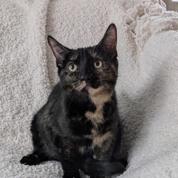 Enlarge MISS JANE, a ADOPTABLE Domestic Short Hair in East Greenwich, RI image 1/5