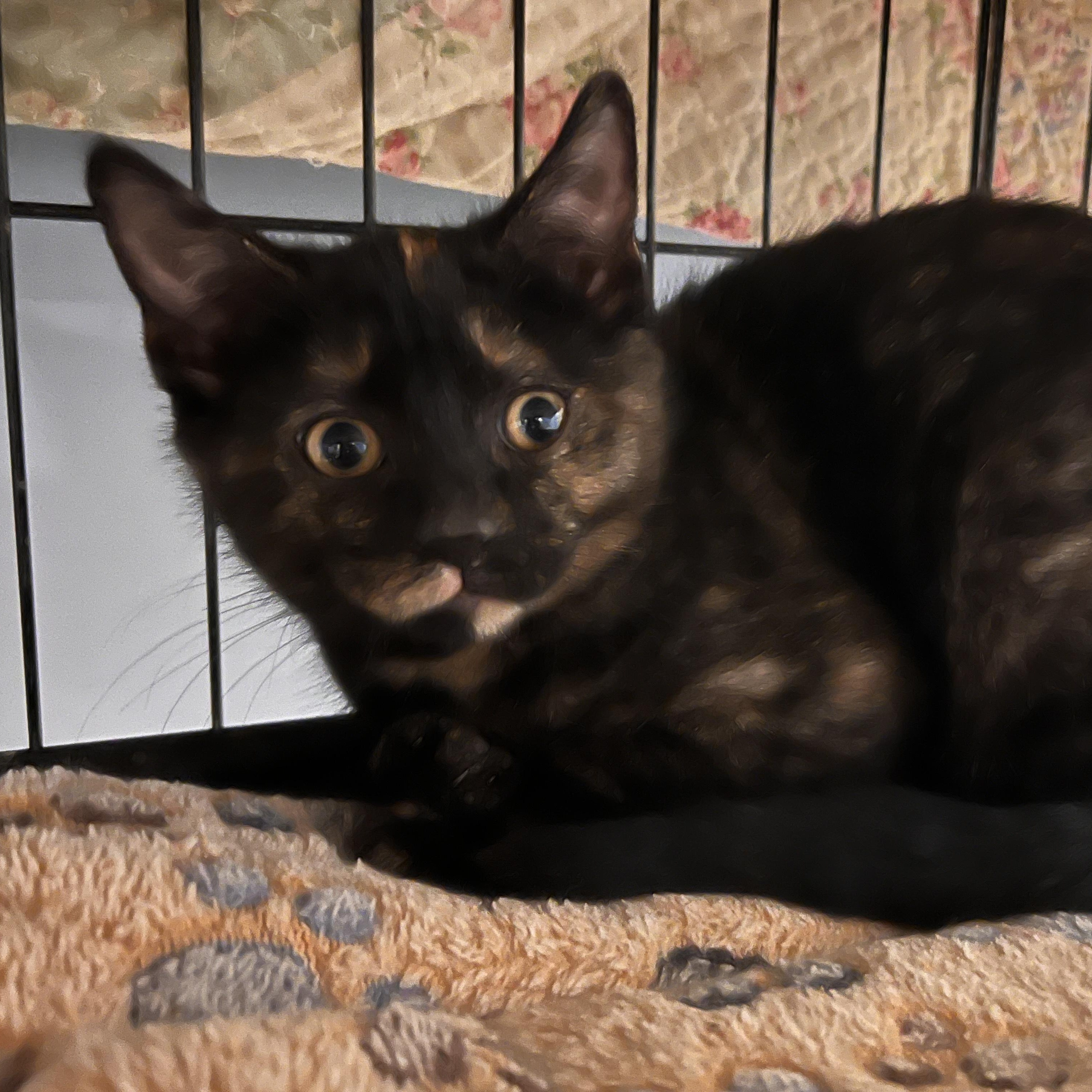 Enlarge MISS JANE, a ADOPTABLE Domestic Short Hair in East Greenwich, RI image 1/3