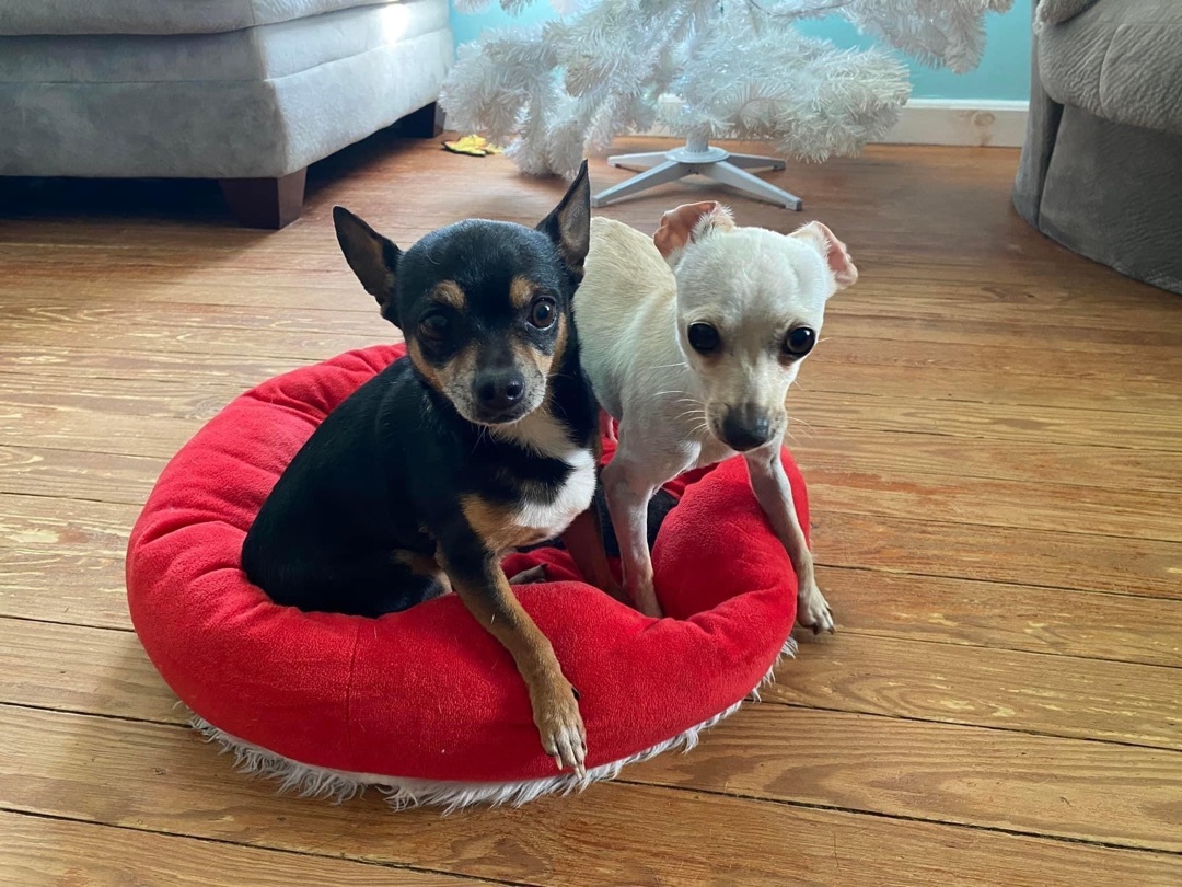 Sammy, Adopted, Young Male Chihuahua.