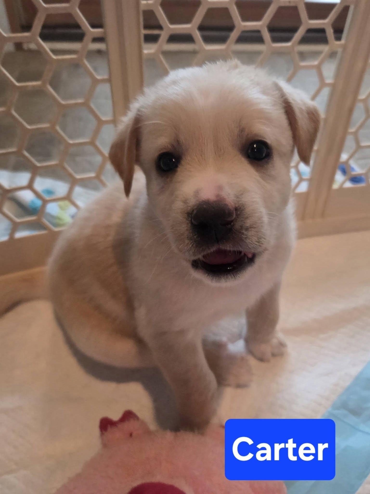 CARTER, adopted, Puppy Male Mixed Breed.