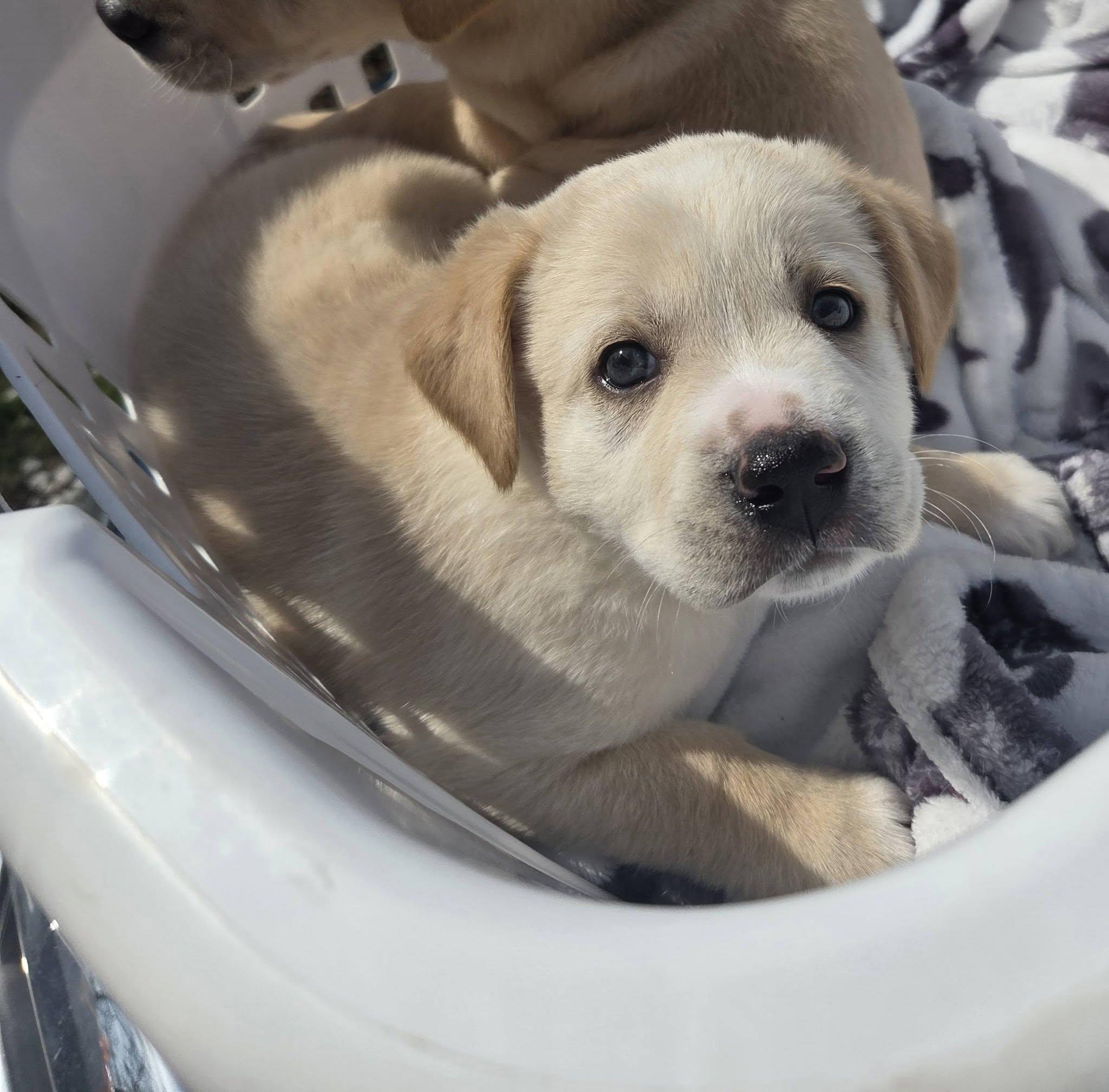 Enlarge CARTER, an adopted Mixed Breed in Brazil, IN image 2/2