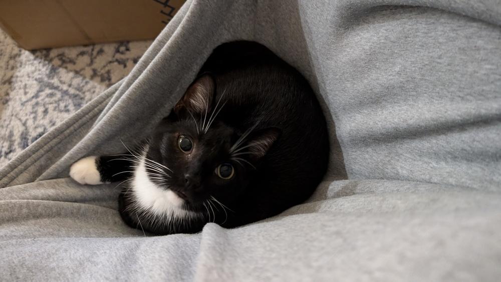 Tieghan, Adoptable, Young Female Domestic Short Hair.