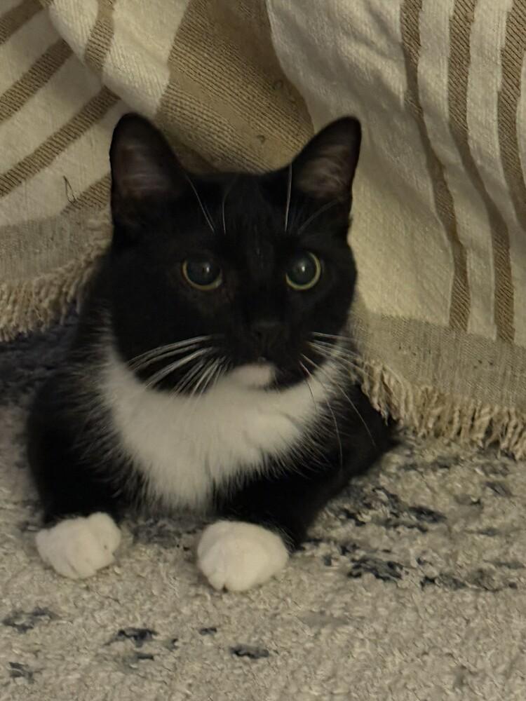 Enlarge Tieghan, a Adoptable Domestic Short Hair in Cary, NC image 3/6