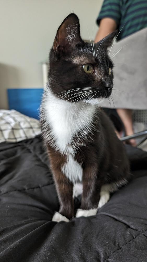 Tieghan, Adoptable, Young Female Domestic Short Hair.