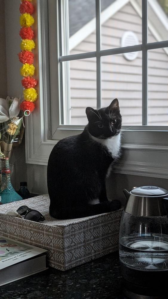 Enlarge Tieghan, a Adoptable Domestic Short Hair in Cary, NC image 5/6