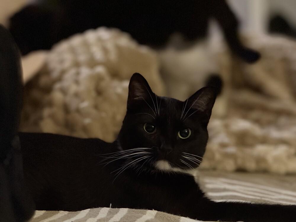 Enlarge Tieghan, a Adoptable Domestic Short Hair in Cary, NC image 6/6