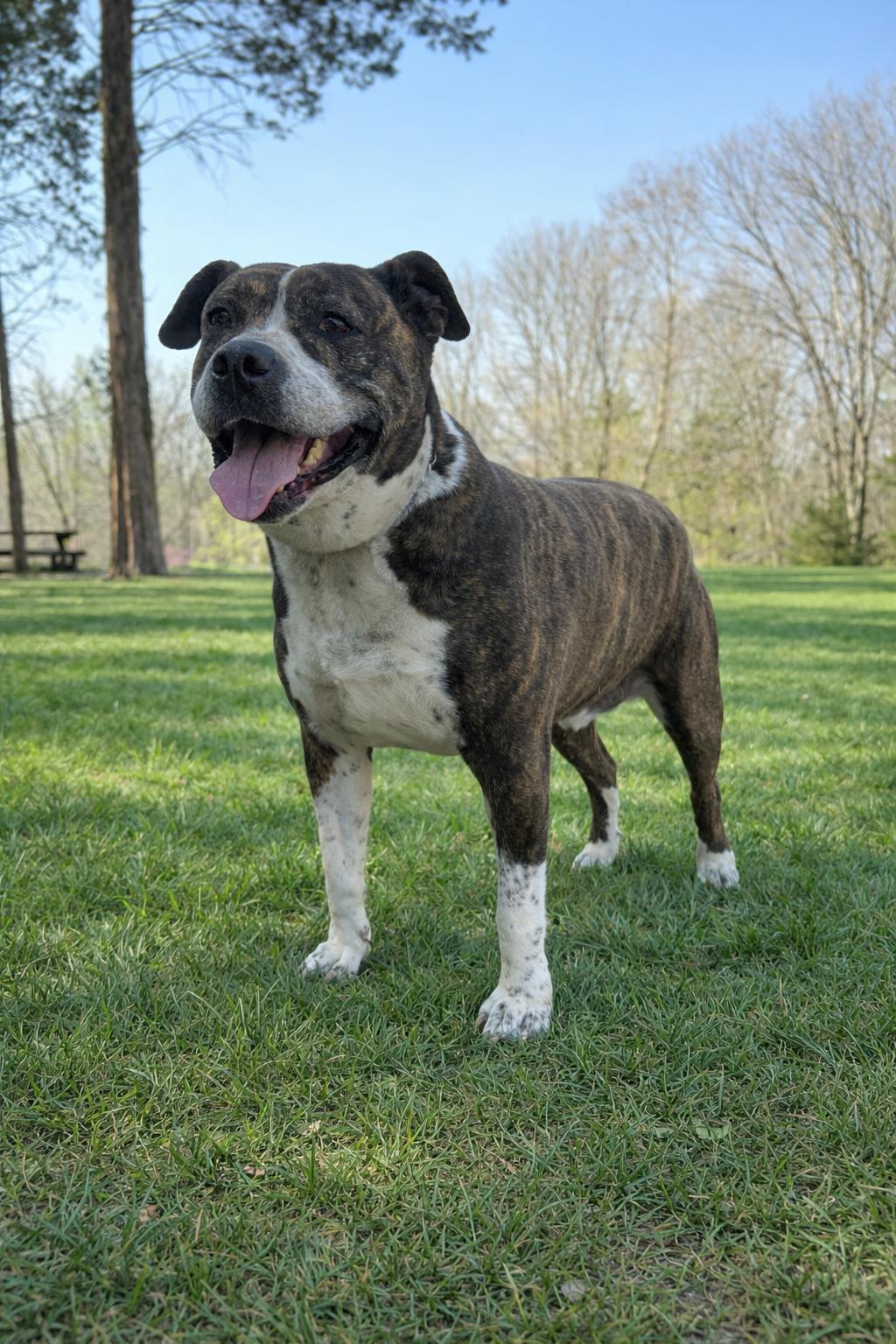 Dexter, Adoptable, Adult Male Pit Bull Terrier.