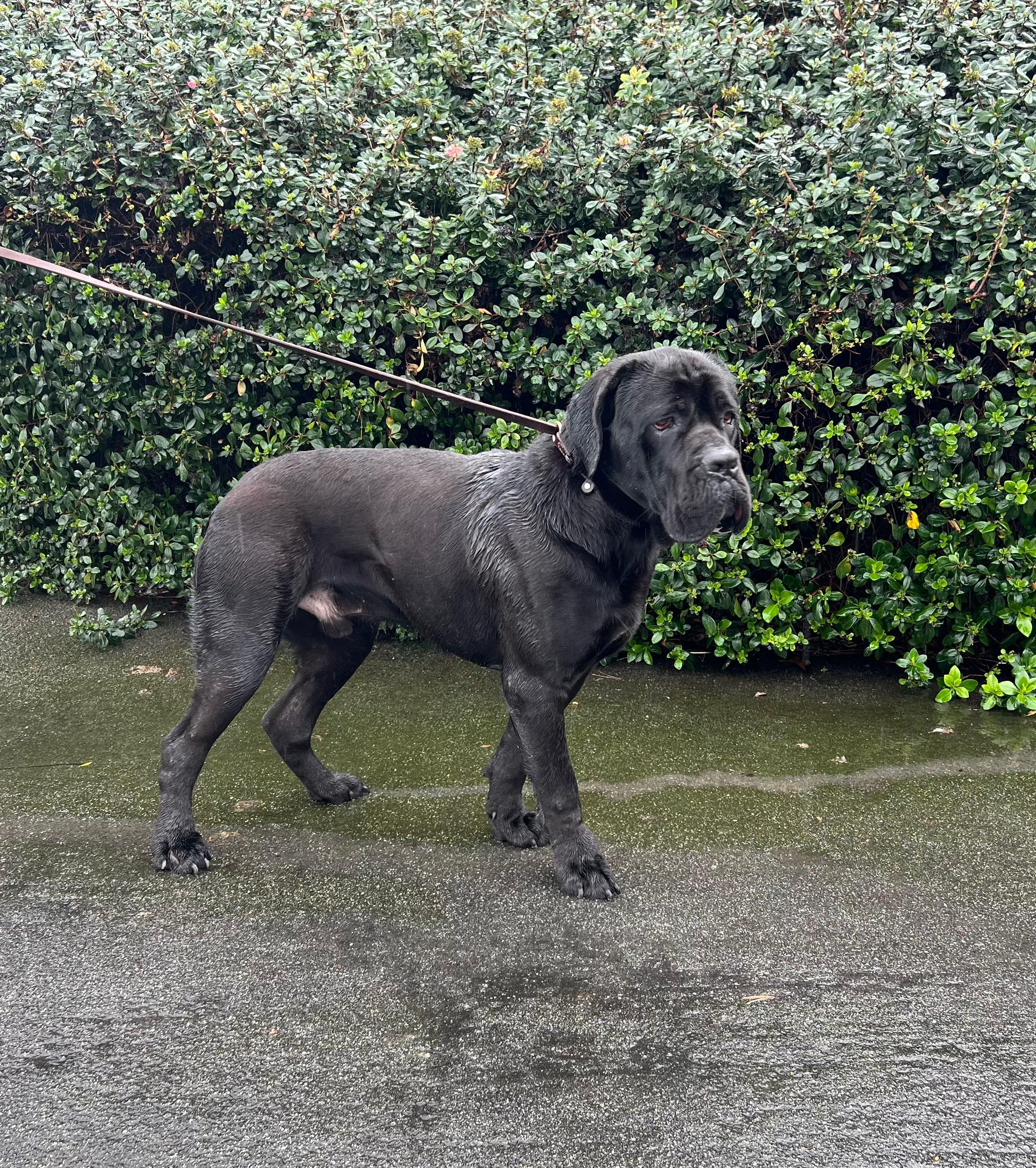 Sirius , ADOPTABLE, Young Male Cane Corso.