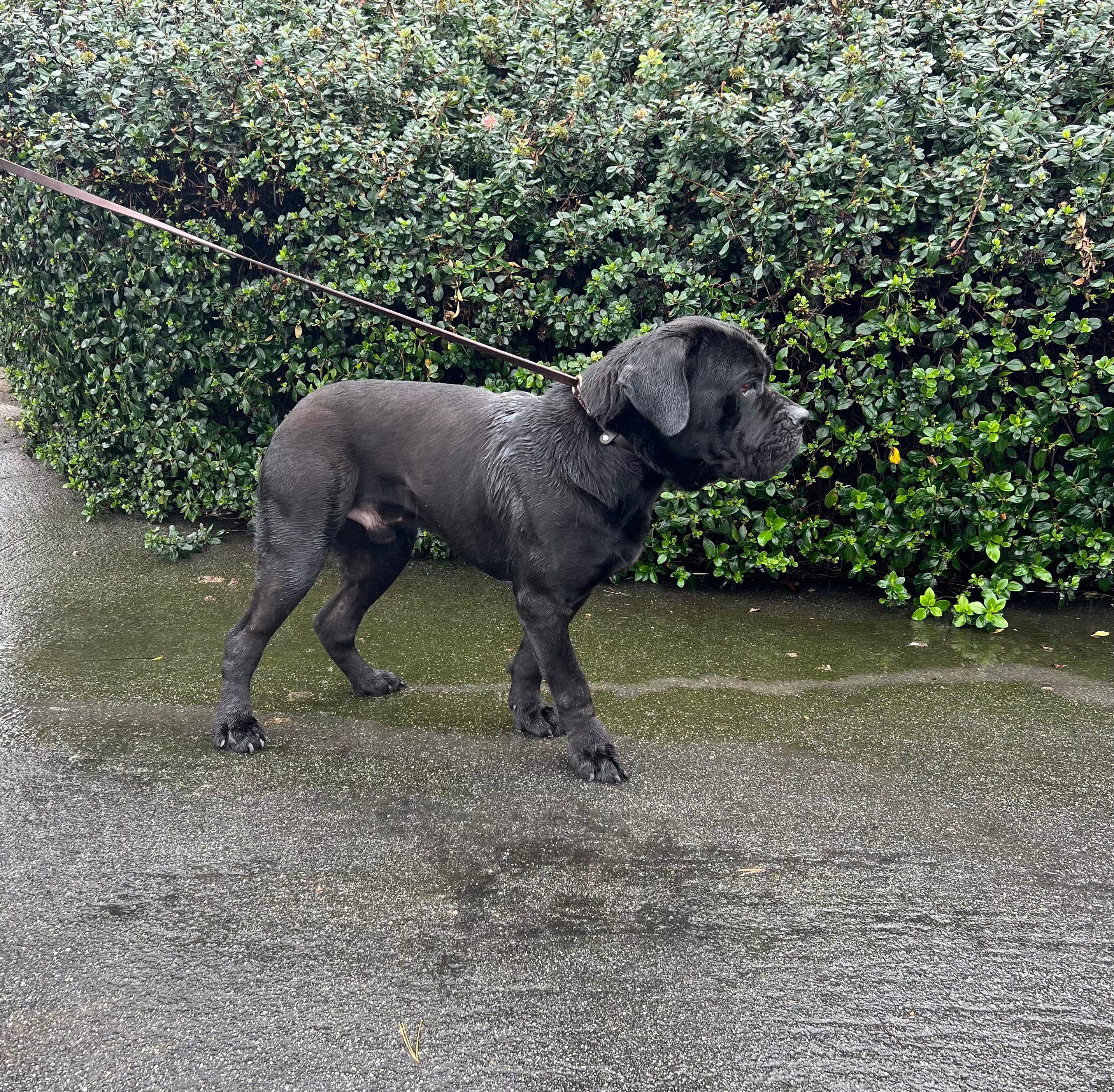 Sirius , a ADOPTABLE Cane Corso in San Juan Bautista, CA image 3/6